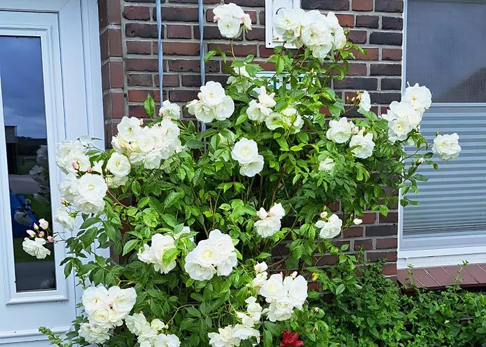 Und Anna Nommsen Pellworm